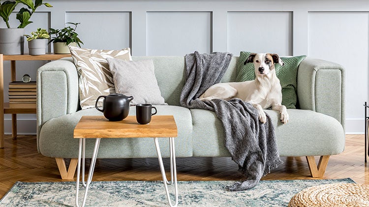 White dog with brown ears sitting on a couch White dog with brown ears sitting on a couch